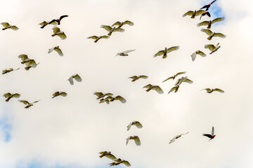 Flock of Cockatoos flying in the sky
