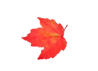 red maple leaf isolated on white background