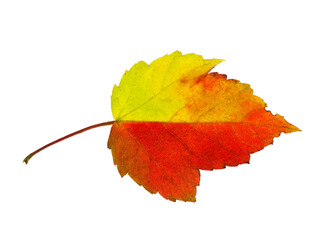 Fototapeta premium colorful maple leaf, half red, half yellow