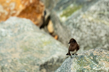 A Black Phoebe perched on a rock.in California