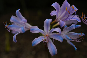 珍しい青い彼岸花・ブルーパール
