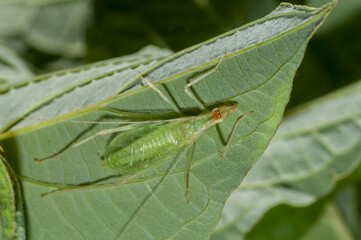 Snowy tree cricket, Oecanthus fultoni resting on milkweed leaf.