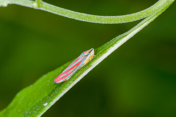 Candy-striped leafhopper resting on green leaf in Minnesota
