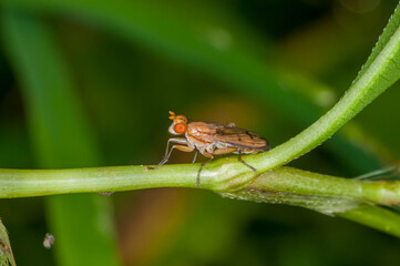 Closeup of a Marsh fly, Tetanocera plebeja on plant stem in Minnesota