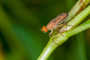 Closeup of a Marsh fly, Tetanocera plebeja on plant stem in Minnesota