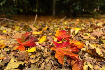 Colourful Maple leaves on the ground in autumn around Thun, Switzerland