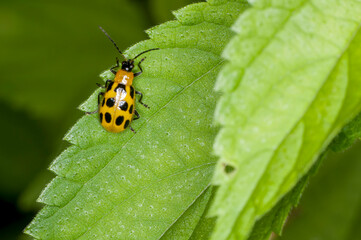 Spotted Cucumber Beetle on green leaf in Minnesota