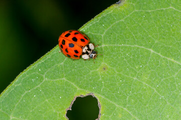 Multicolored Asian Lady Beetle, Harmonia axyridis on green leaf in Wisconsin