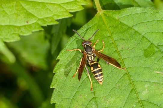 Dark Paper Wasp, also called the Northern paper wasp in Minnesota - Powered by Adobe