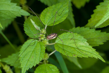 An Eastern Harvestman on false nettle plant in a Minnesota forest.