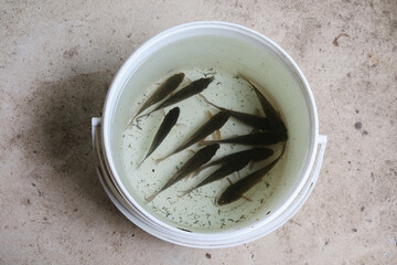 A group of small, dark fish are contained in a white plastic bucket filled with water, resting on a textured concrete surface.