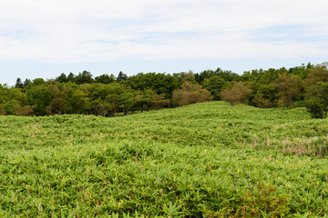 北海道　秋の知床五湖