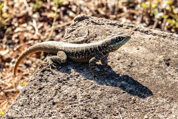 Lizard basking on a sun-drenched rock