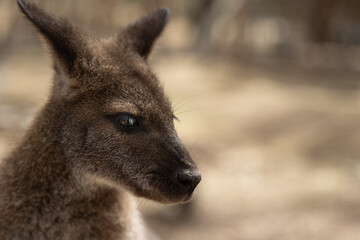 Fototapeta premium Close up of a Wallaby 