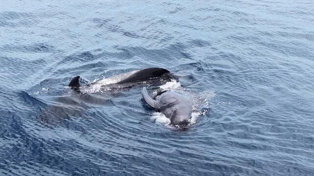 A pair of Short-finned pilot whales, Globicephala macrorhynchus, swims in the Banda Sea, Indonesia. These highly social cetaceans can live over 40 years and can be found worldwide.