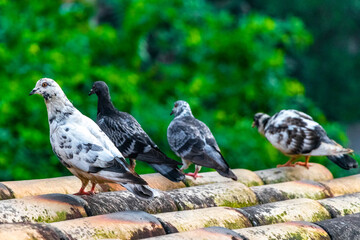 Pigeon pigeons birds sitting on the roof in Brazil.