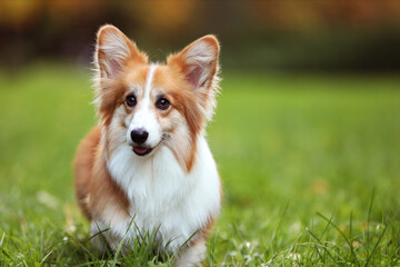 Cute Pembroke Welsh corgi dog in park. Space for text