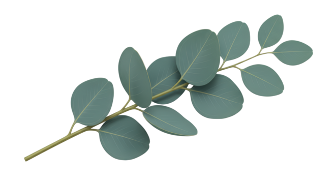 Eucalyptus Branch With Teal Leaves And Golden Dots Isolated Transparent Background