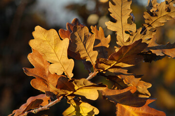 autumn yellow oak leaves close-up

