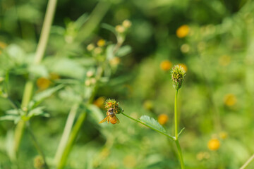 秋の野山　ミツバチが野草の蕾にとまる