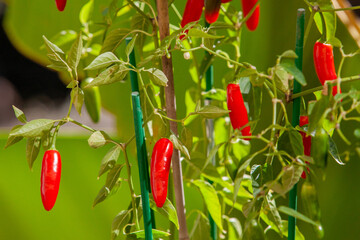 Bright red chili peppers ripening on a lush green garden plant in sunlight