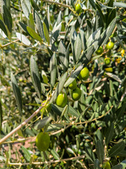 Olives on olive trees in Italy. Growing olives and other agricultural crops in the fields of Italy