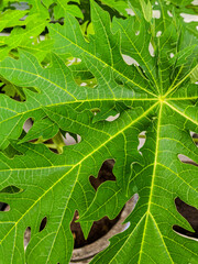 green leaf texture. close up of the texture of papaya leaves (Carica papaya)