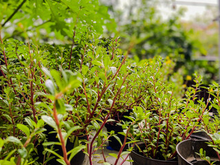 green plants in a garden. Lush green garden scene featuring vibrant plants and a dense hedge under soft natural sunlight, creating a serene outdoor atmosphere.