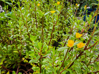 Yellow flowers blooming in a small park in morning, blur backgound.