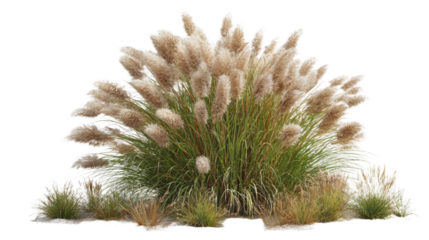 Tall Pampas Grass Bush With Feather Plumes In Soft Natural Lighting Isolated Transparent Background