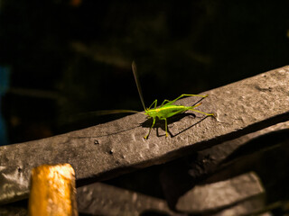 A locust sits on the balcony railing in the summer in Italy. Harmful insects are agricultural pests.