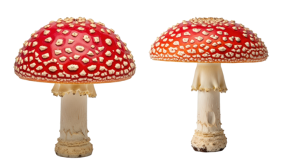 Two Red Amanita Muscaria Mushrooms With White Spots Isolated Transparent Background