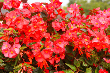 A vibrant full-frame background of brilliant red begonia flowers in full bloom.