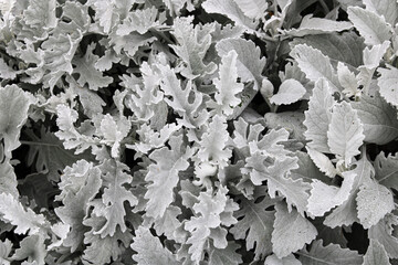 A dense, full-frame background of the delicate, silvery-green foliage of a dusty miller plant.