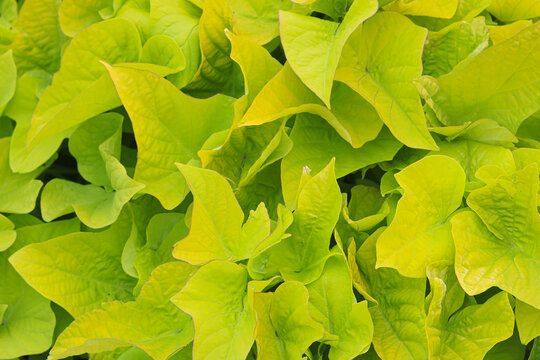 Dense, vibrant green foliage background with a mix of heart-shaped leaves.