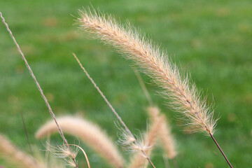 A feathery fountain grass against a green grass background.