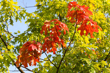 Red and orange oak leaves in the foreground with green leaves behind, capturing the vibrant colors of autumn.