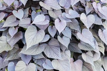 A full-frame background of unique, heart-shaped leaves in a muted gray and purple tone.