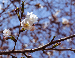ソメイヨシノ桜3ー68