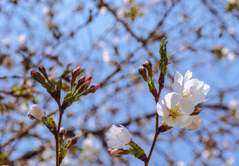 ソメイヨシノ桜3ー65