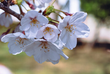 ソメイヨシノ桜3ー51