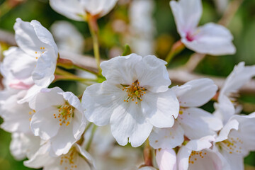 ソメイヨシノ桜3ー45