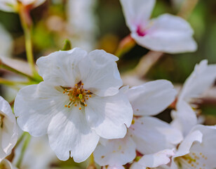 ソメイヨシノ桜3ー56