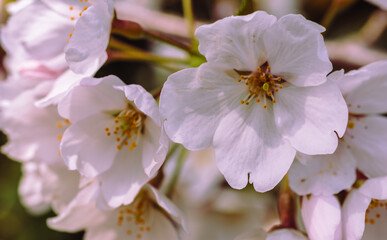 ソメイヨシノ桜3ー43