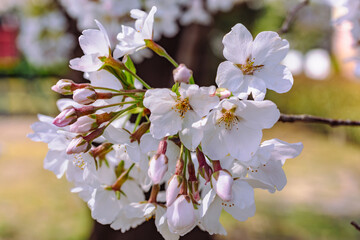 ソメイヨシノ桜3ー42