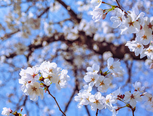 ソメイヨシノ桜3ー49