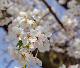 ソメイヨシノ桜3ー46