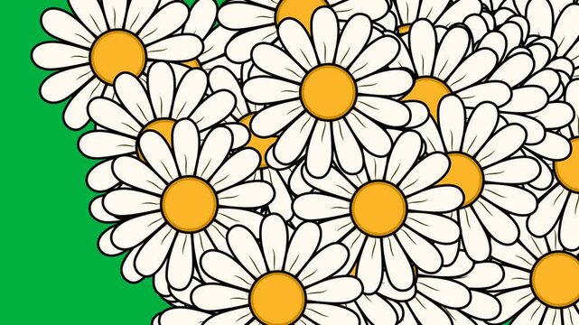 Daisy Petal Transition on a Green Screen