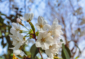 ソメイヨシノ桜3ー20