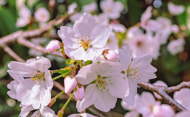 ソメイヨシノ桜3ー18